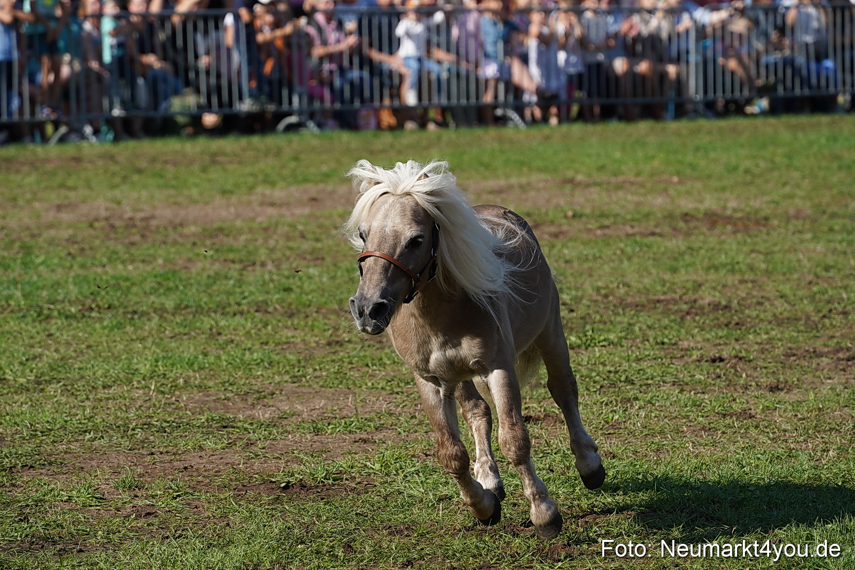 Pferde und Fohlenschau 2022 0082 
